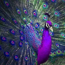 Load image into Gallery viewer, Peacock 5D Full Diamond Painting Embroidery Handmade Cross Stitch DIY Tool Kit
