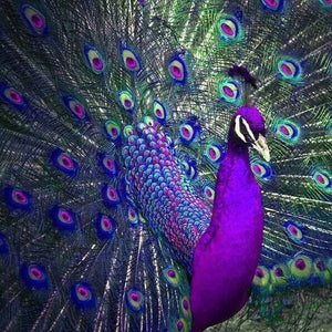 Peacock 5D Full Diamond Painting Embroidery Handmade Cross Stitch DIY Tool Kit