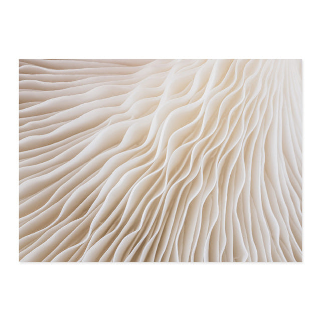 Modern Abstract Boho Beige White Line Wall Art Minimalist Canvas Paintings Posters Print Picture Living Room Home Interior Decor